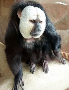 PictuTelepathic Communication with a White-faced Saki Monkeyre