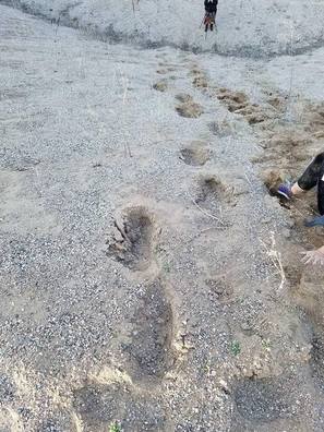 SheSquatchers found these BIG footprints in Northern Minnesota - SheSquatchers.com 
